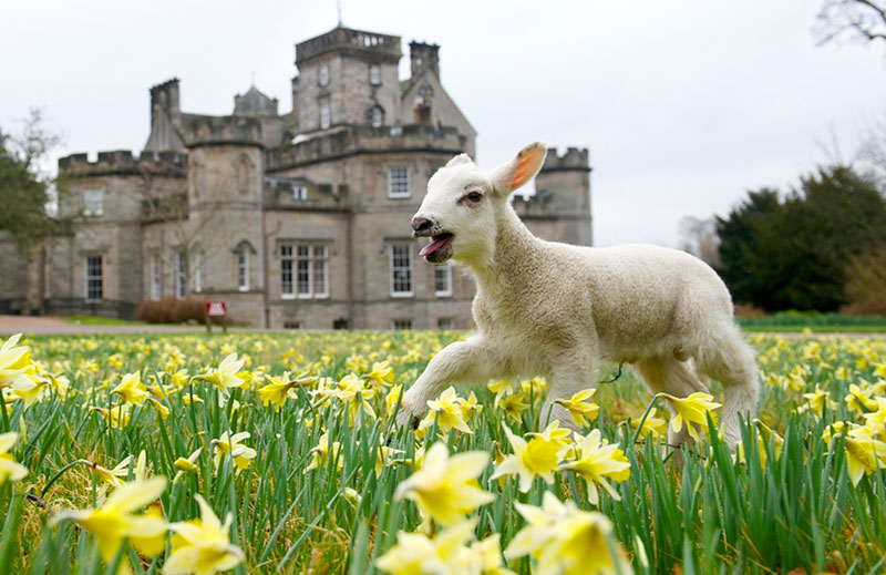 Lamb frolicking in the daffodils at Winton Castle