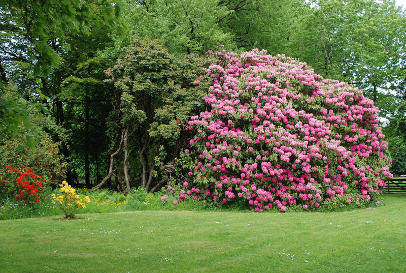 Strachur House Flower & Woodland Gardens