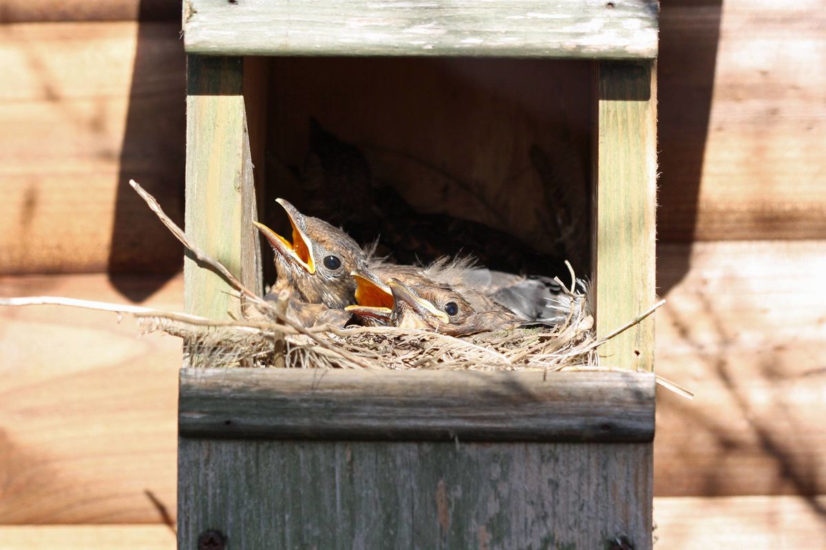 Blackbirds nesting in a Robin nest box 