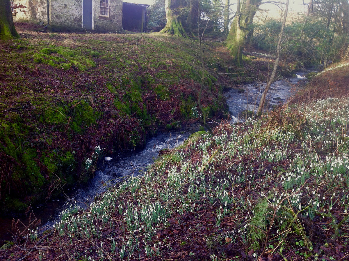Snowdrops by the river at Barwhinnock, Kirkcudbrighshire