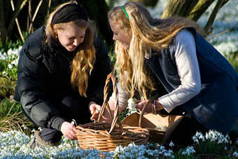 Girls picking snowdrops at Lawton House, Angus and Dundee