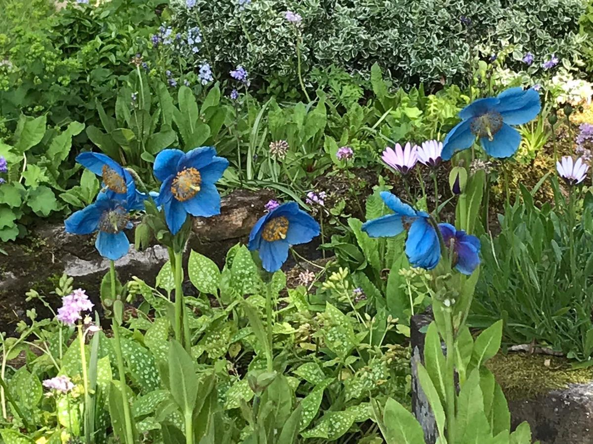 Blackmill's Himalayan Blue Poppies