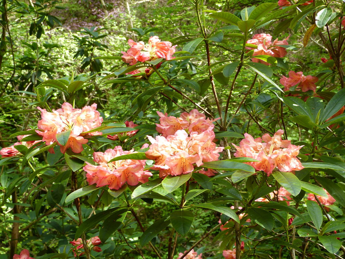 Ardvorlich Rhododendrons