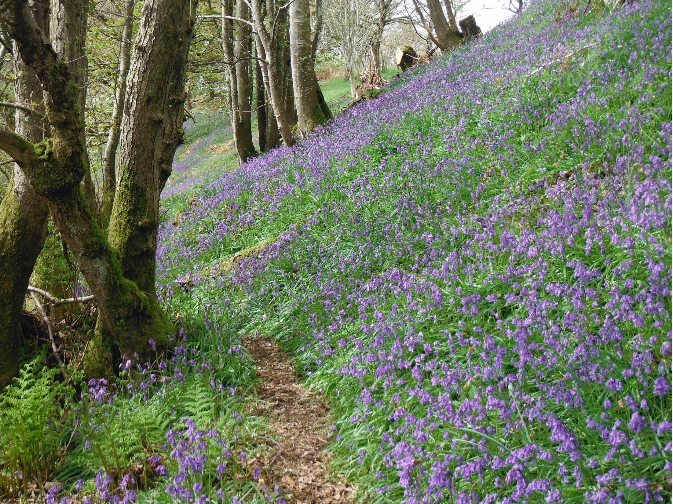 See wildflowers in May at The Steading