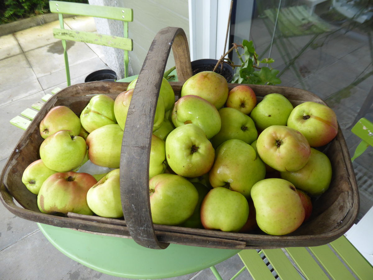Kilbarchan Garden - apples