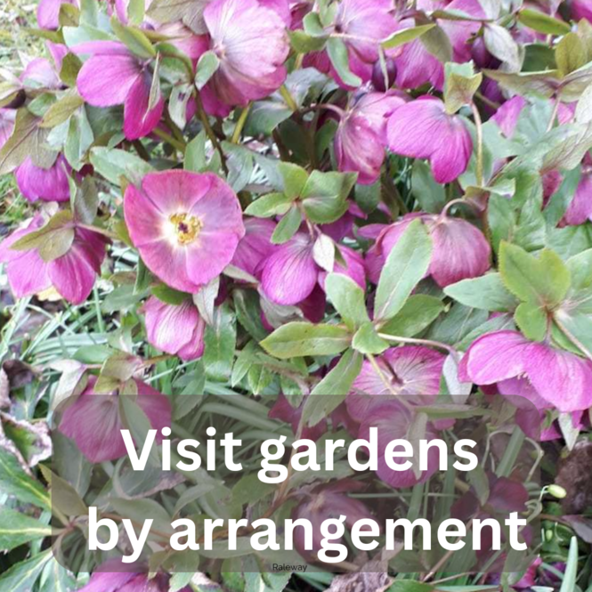 visit-garden-arrangement.png