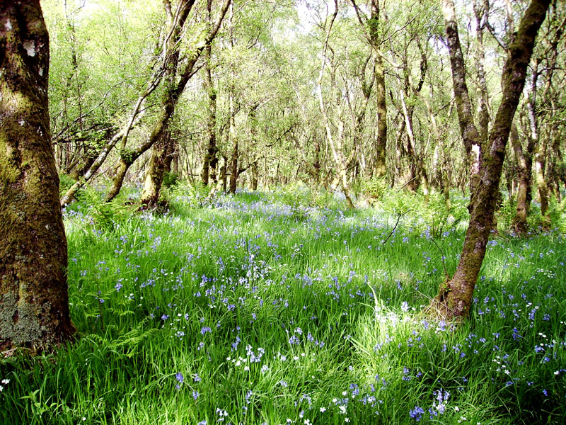 Bluebells woods at Highwood, Renfrewshire