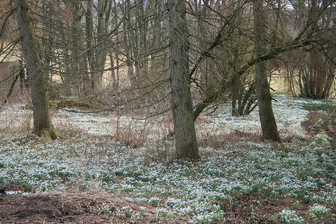 Langley Park Gardens
