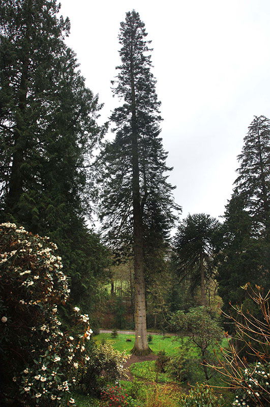 Ardkinglas Woodland Garden - Tallest tree in UK