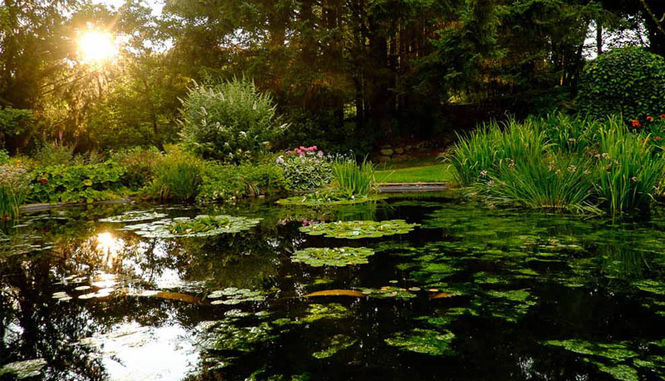 natural pond