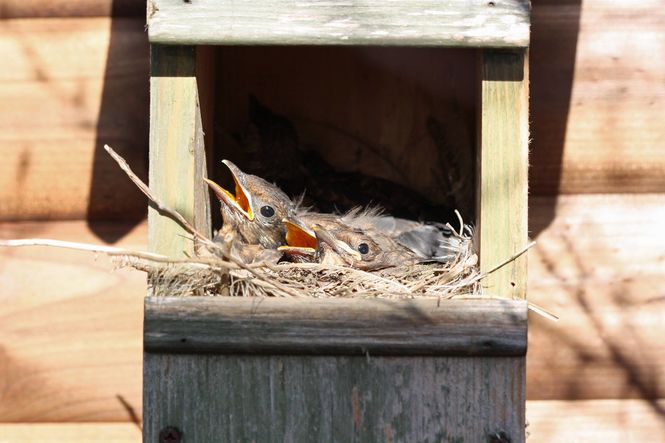 National Nest box week