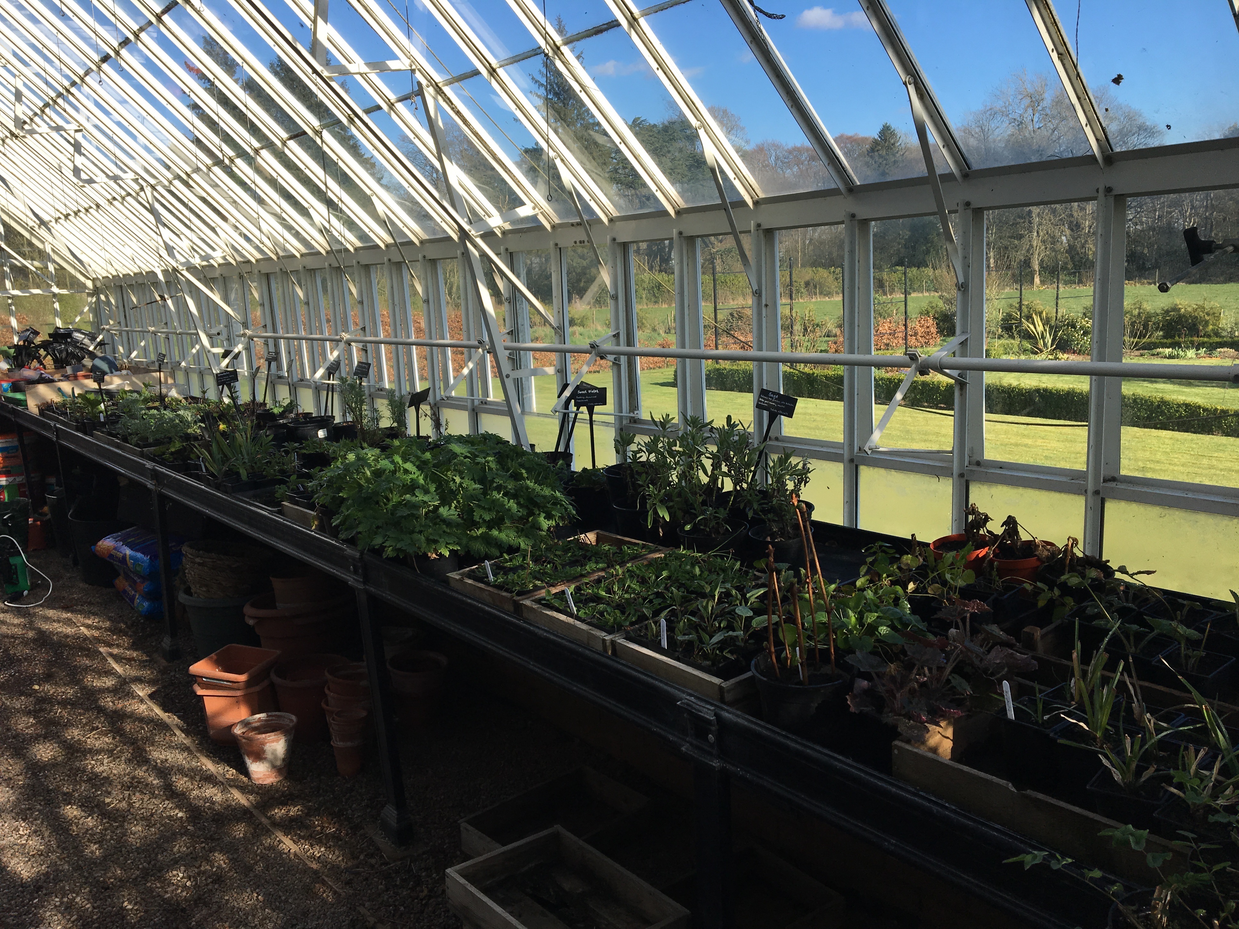 Angus Plant Sale