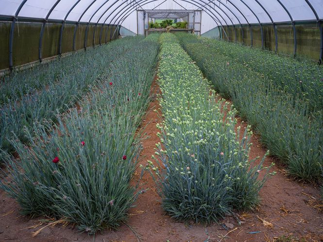 Ashbrook Nursery and Garden Centre