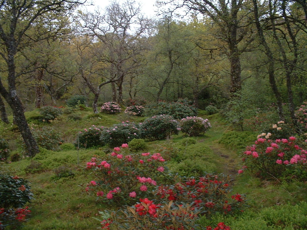 Rhododendron in the woodland at Barguillean's 'Angus' Garden