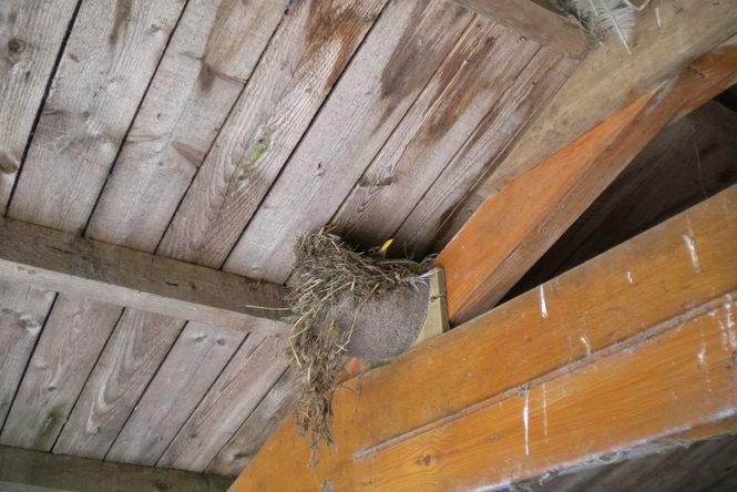 Blackbird nesting in a swallows nest cup at Bruckhills Croft