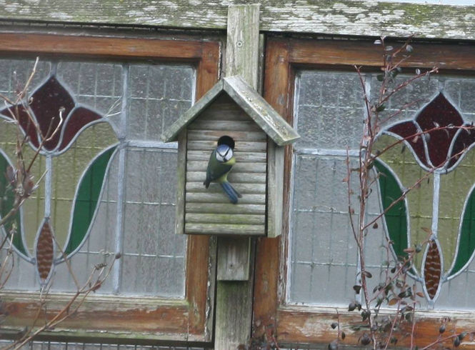 Blue tits living in the dog run at Bruckhills Croft