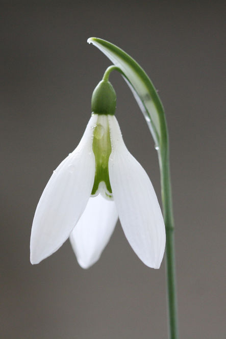 Peardrop' Snowdrop, Bruckhills Croft, Aberdeenshire