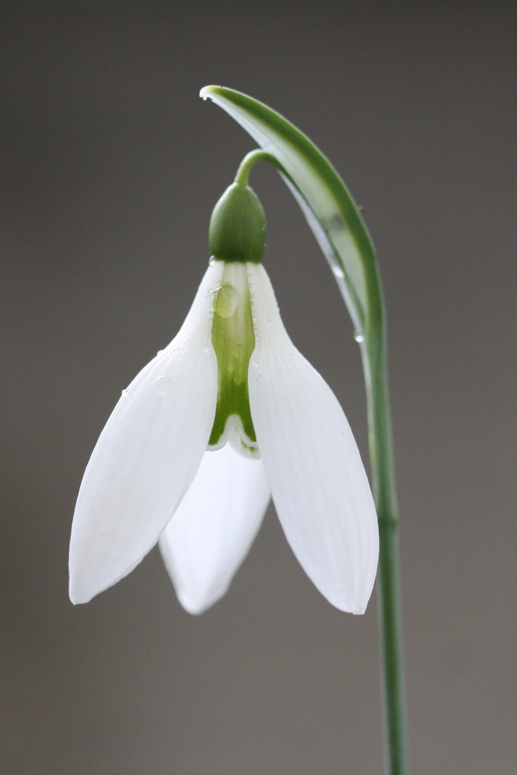 'Peardrop' Snowdrop, Bruckhills Croft, Aberdeenshire