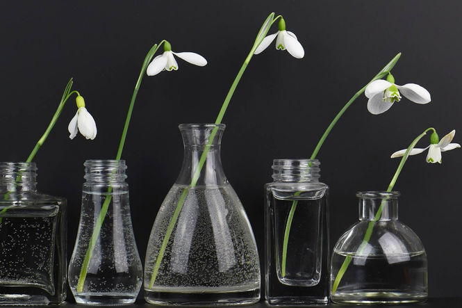 Snowdrop Festival 2016