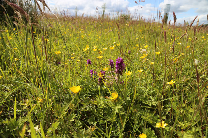 Northern Marsh Orchids (Dactylorhiza purpurella), Clayfolds, Kincardine and Deeside