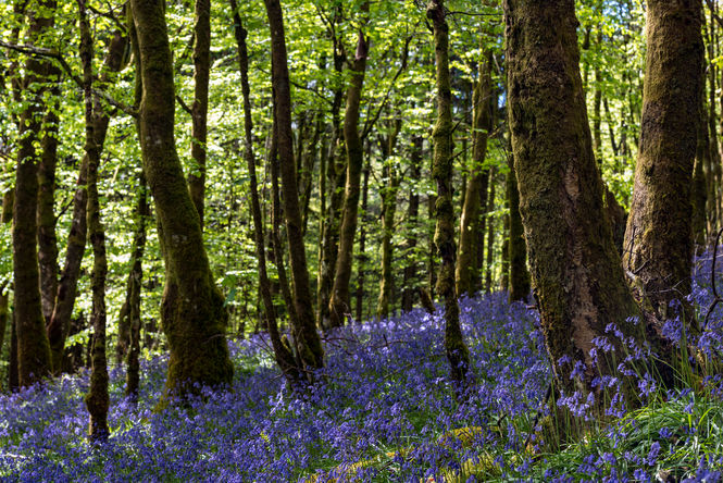 Bluebell woods at Craigengillan Estate, Ayrshire