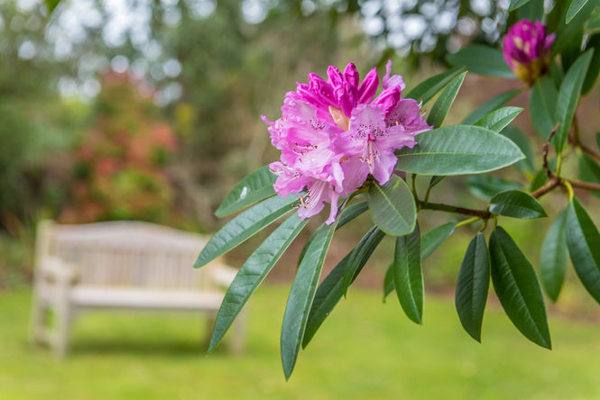 Rhododendron at Crinan Hotel Gardens