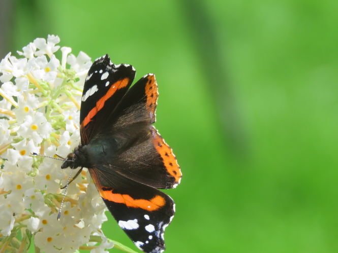 A red admiral butterfly at Dalswinton House, Dumfriesshire