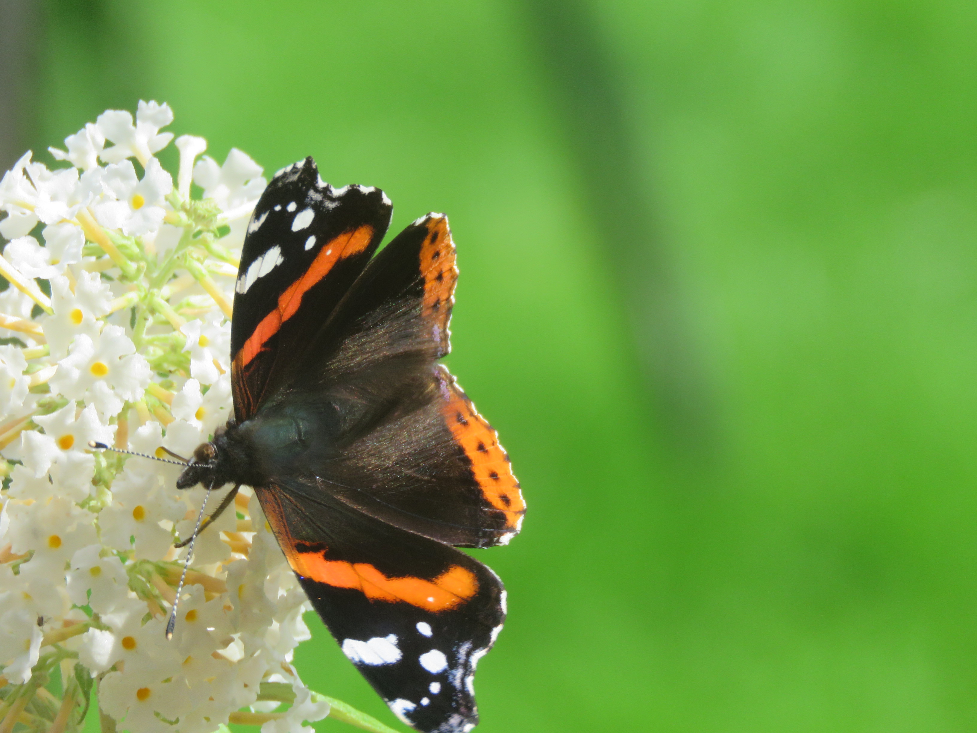 National Insect Week: bugs and beasties