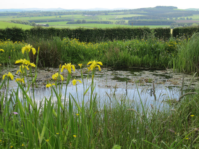 The wildlife pond at East Gordon Smiddy, Berwickshire
