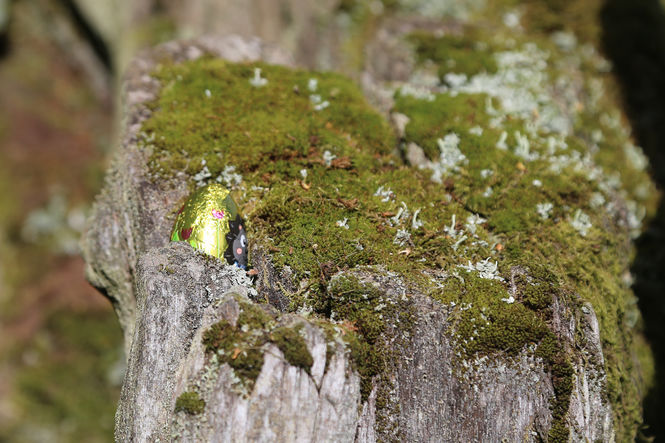 Hidden Easter eggs at Megginch Castle, Perth and Kinross