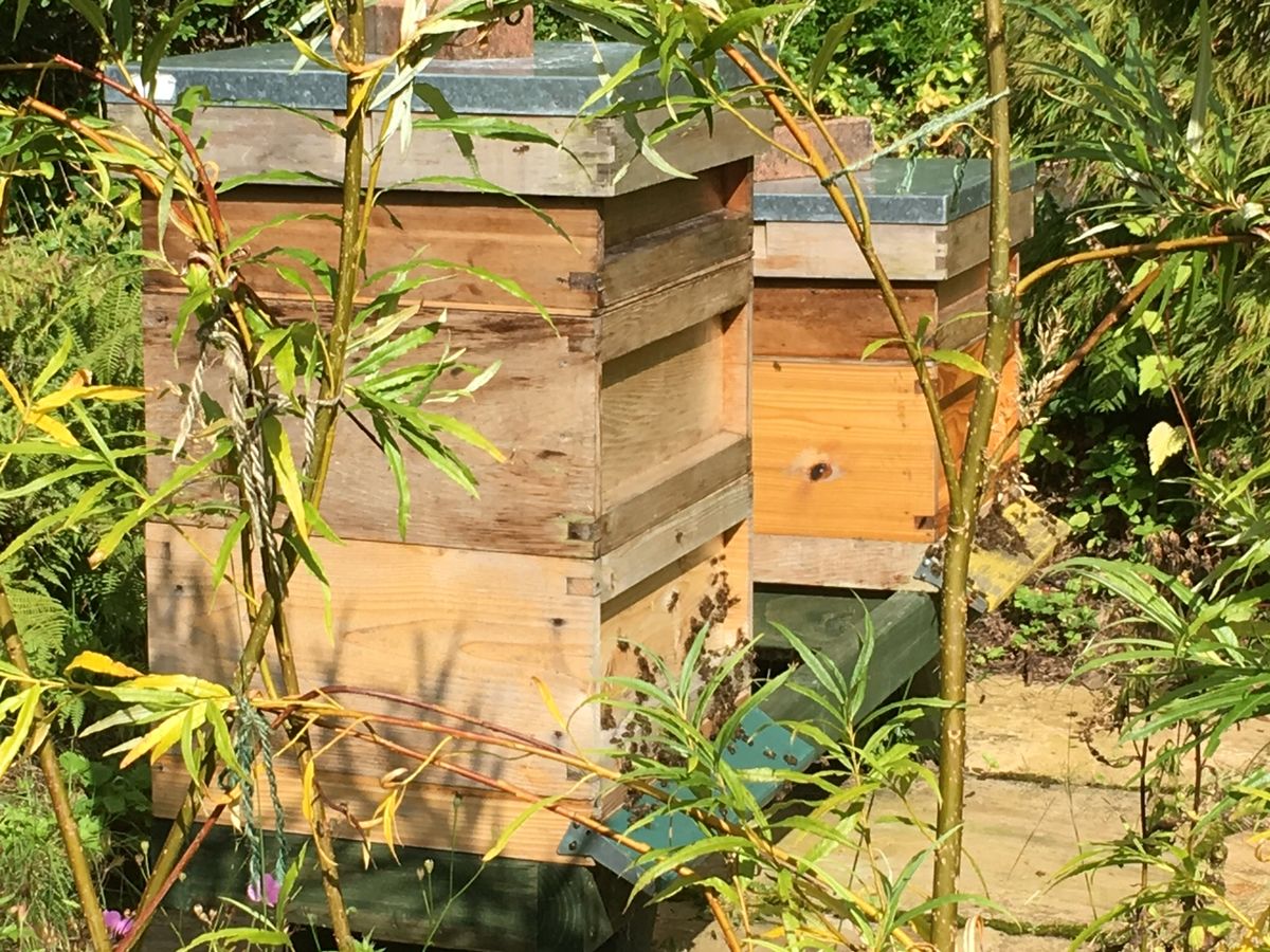 Beehives at Hollytree Lodge