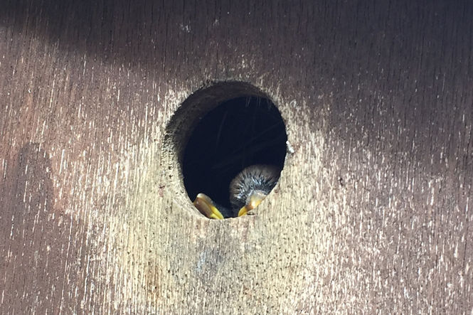 House sparrow peeking out of the house sparrow terrace at Bruckhills Croft. 