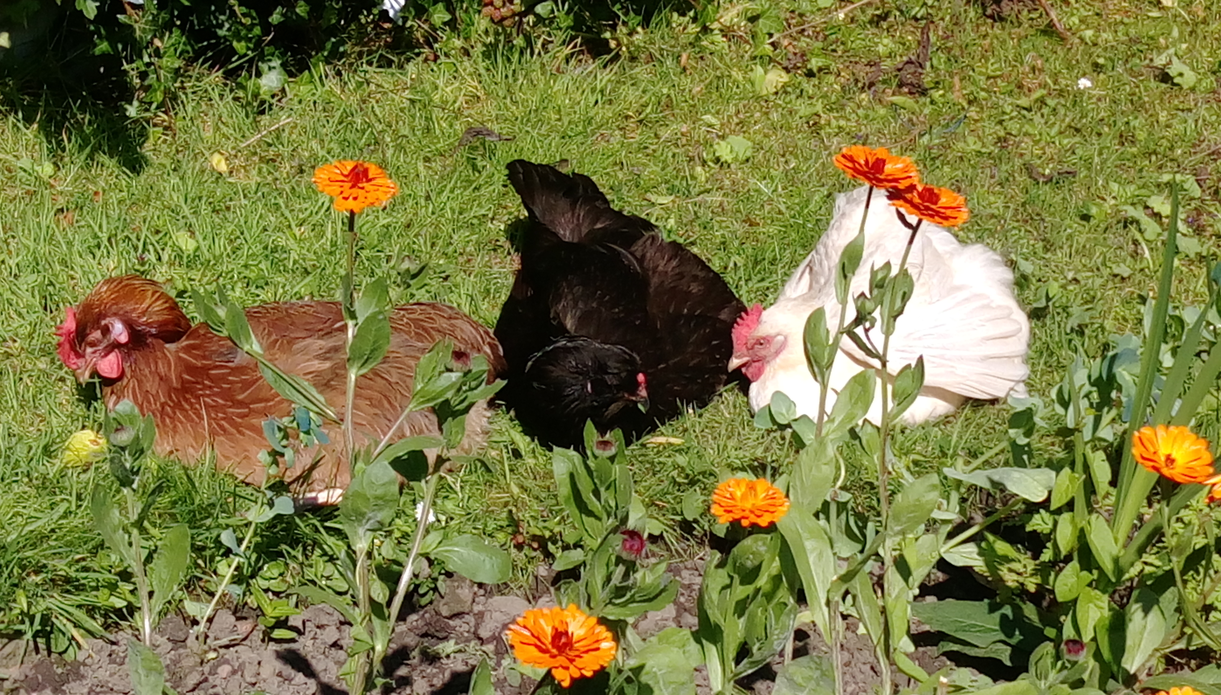 The Good Life Gardens