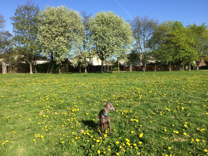 Mr Lowry at Gyle Park