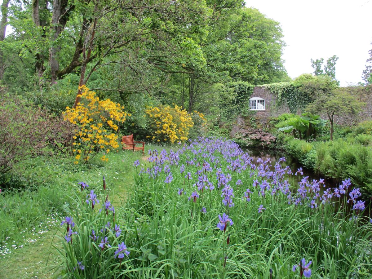 Iris walk at Geilston Garden