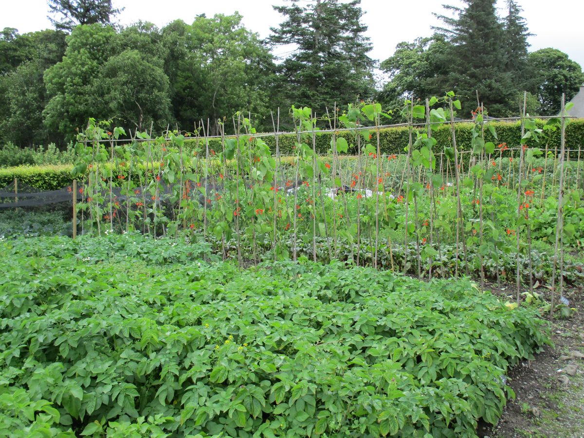 The kitchen garden in July at Geilston Garden