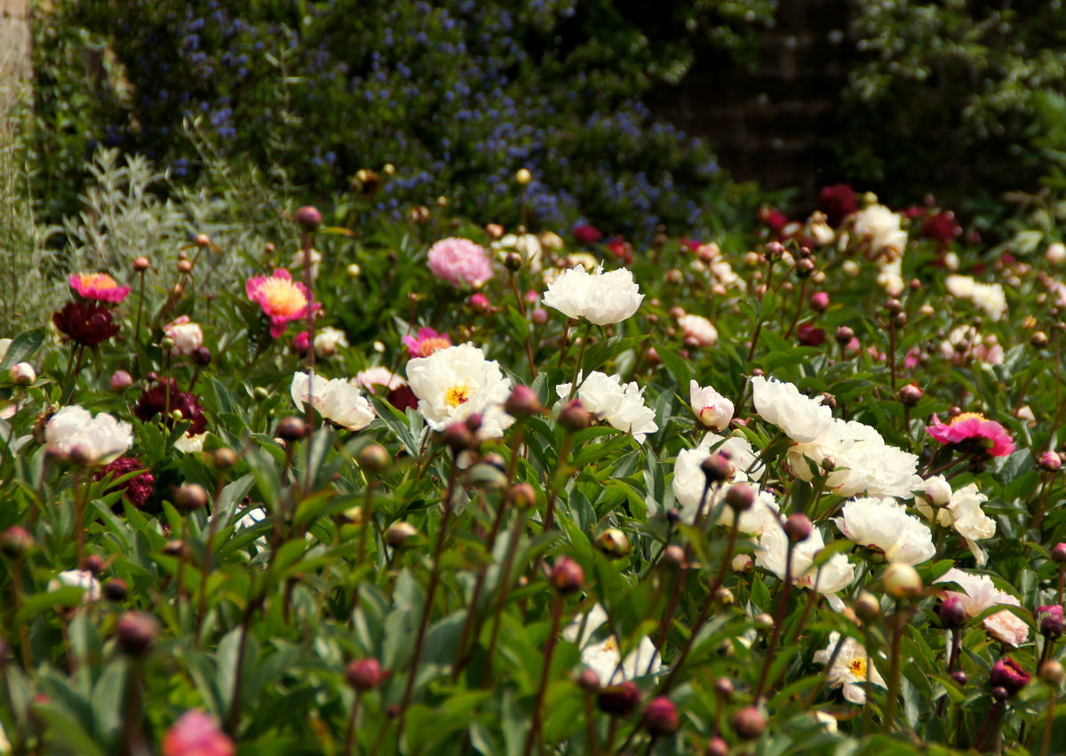 Mid and late paeonias in the walled garden at Binny Plants