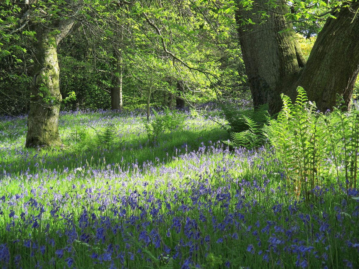 Bluebell woods at Geilston Garden