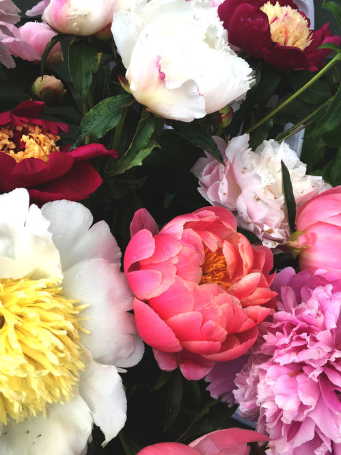 Prancing through the peonies