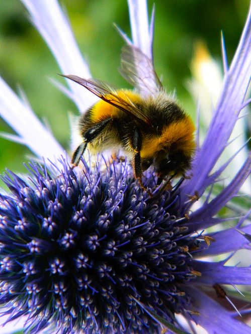 Upclose: a bee enjoys an Eryngium, Scottish Thistle.