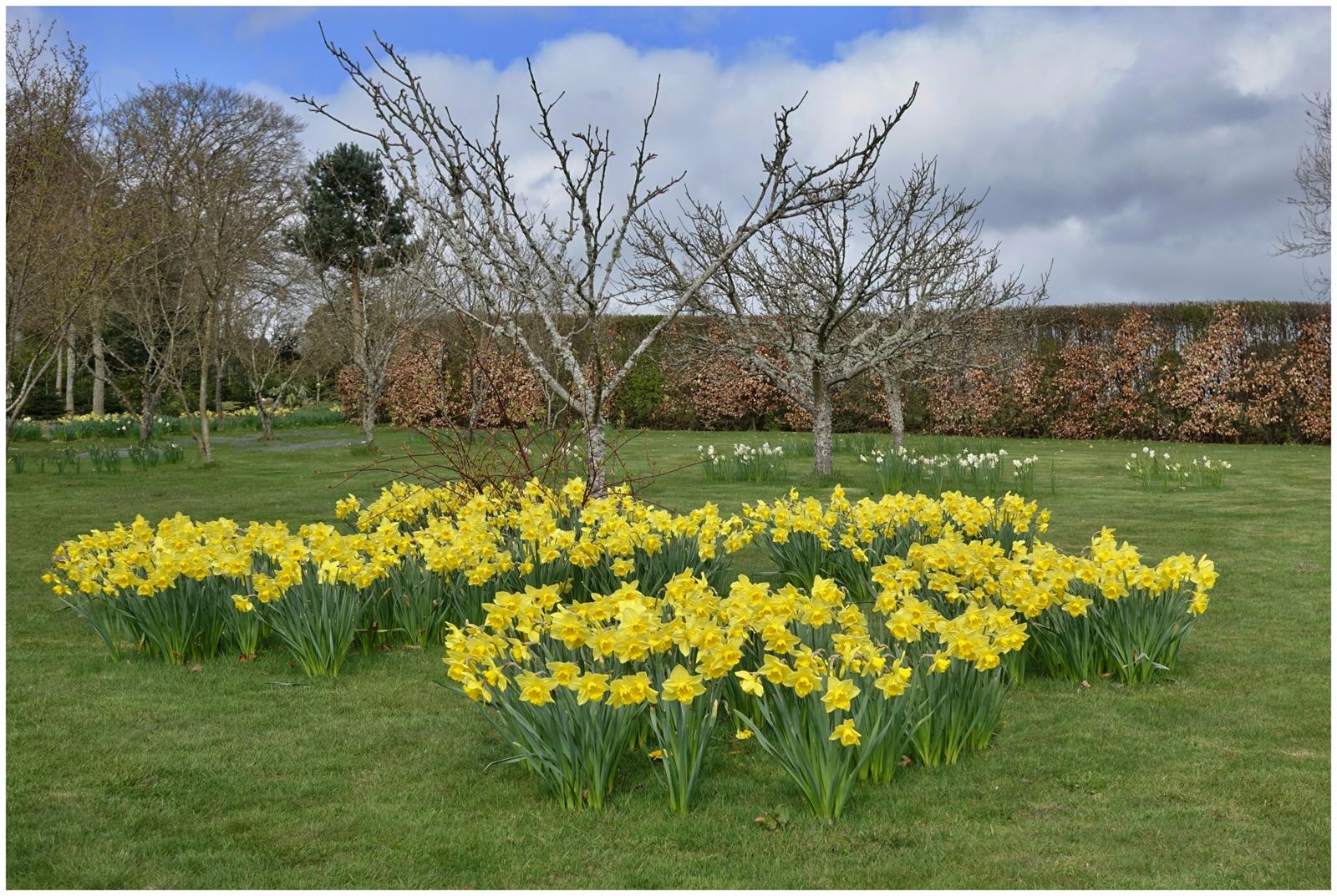 West Leas garden in April