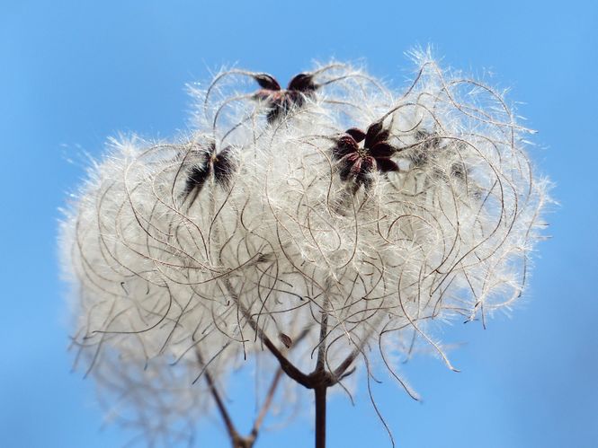 Old Man's Beard