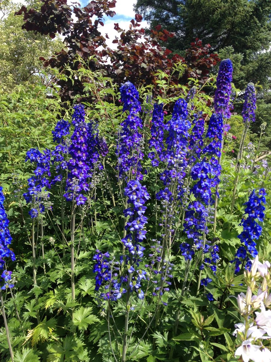 Delphiniums at Easter Ord Farm