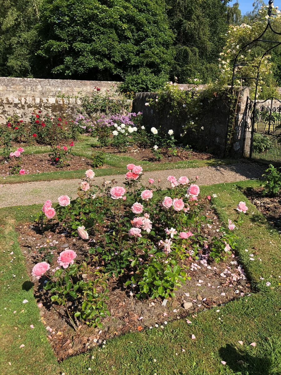 Grandhome rose garden