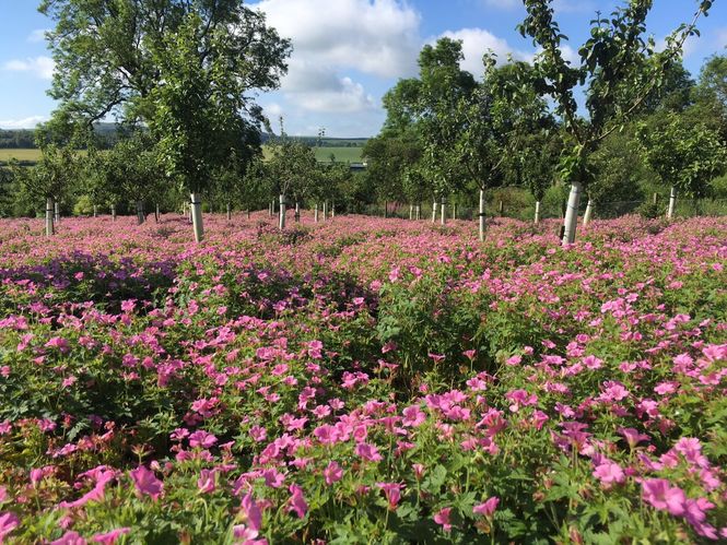 Strathkinness Community Garden and Orchard