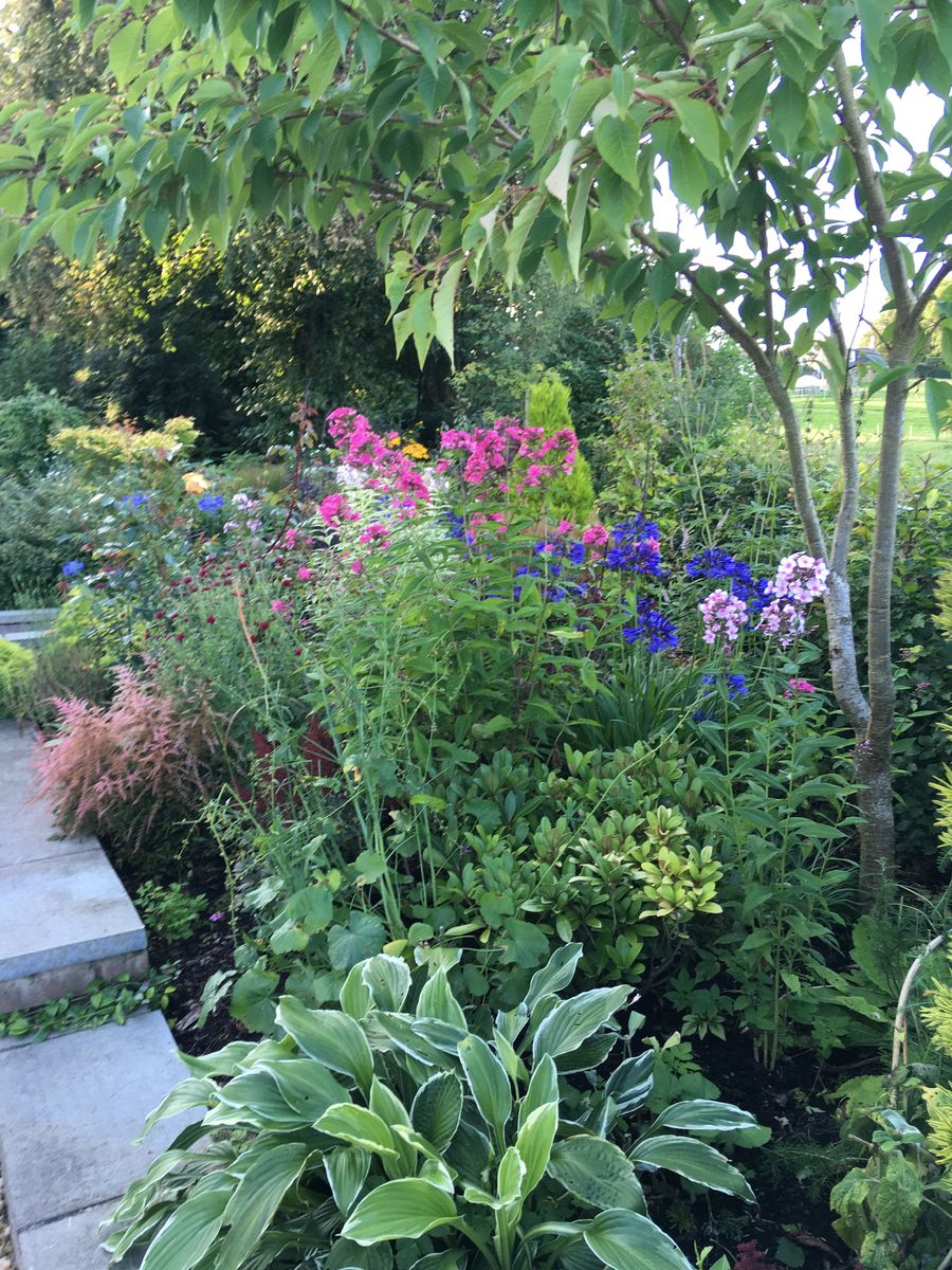 19 Waterslap, north side of house, perennials which seem not to mind quite a lot of shade!