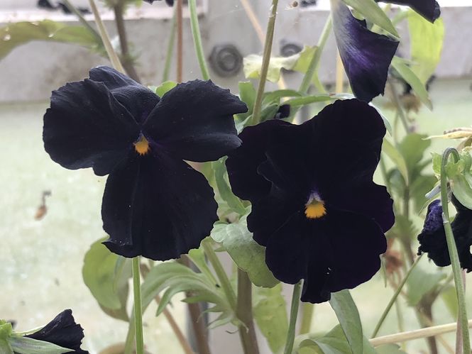 Black pansy