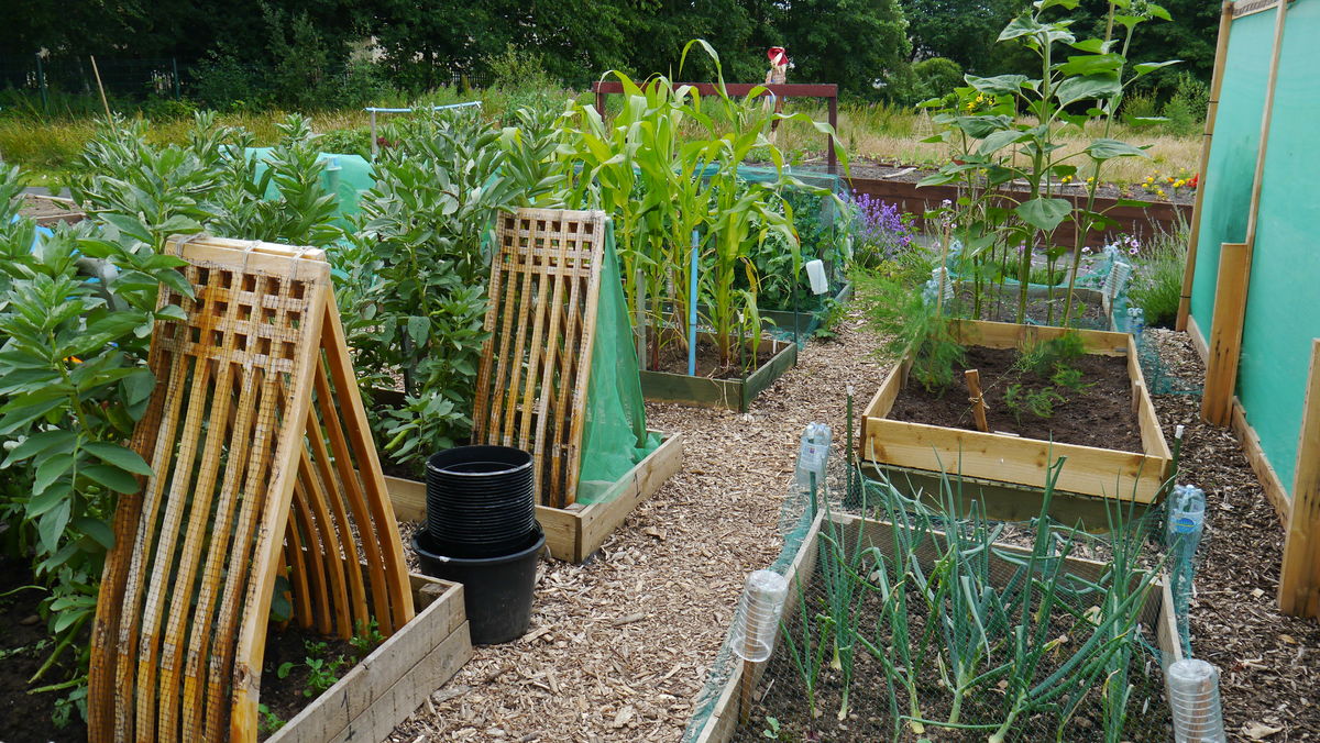 Viewpark Allotments and Gardens