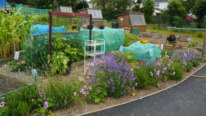 Allsorts of Allotments