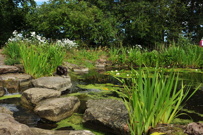 pond with stepping stones